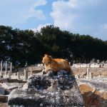 Cat resting on the ruins of Ephesus