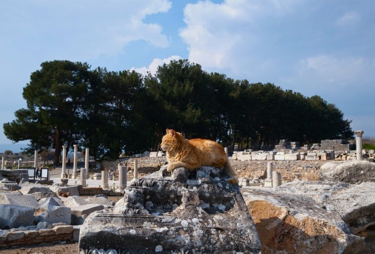 Cat resting on the ruins of Ephesus